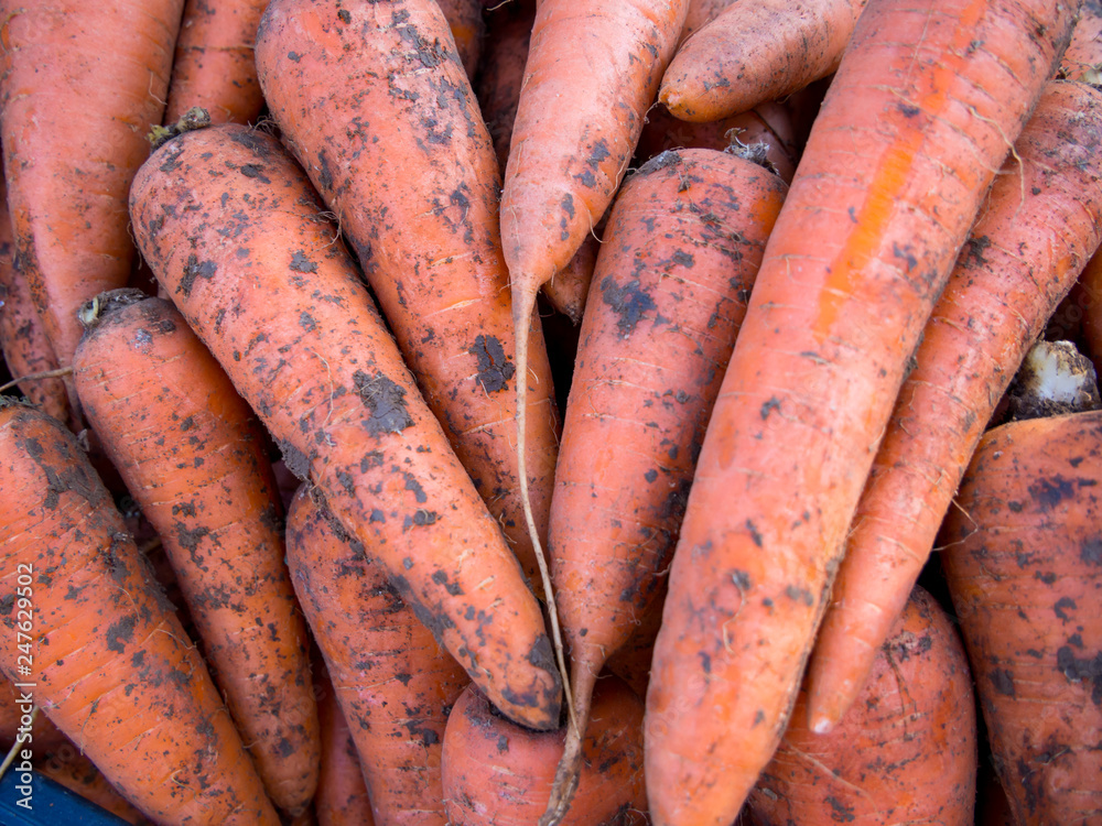 Natural carrots new crop with the remnants of the soil Natural carrots new crop with the remnants of the soil
