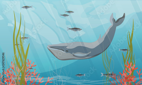 Tropical underwater landscape. A large blue whale in the water. Fish, algae and corals. Realistic Vector illustration of a sea life