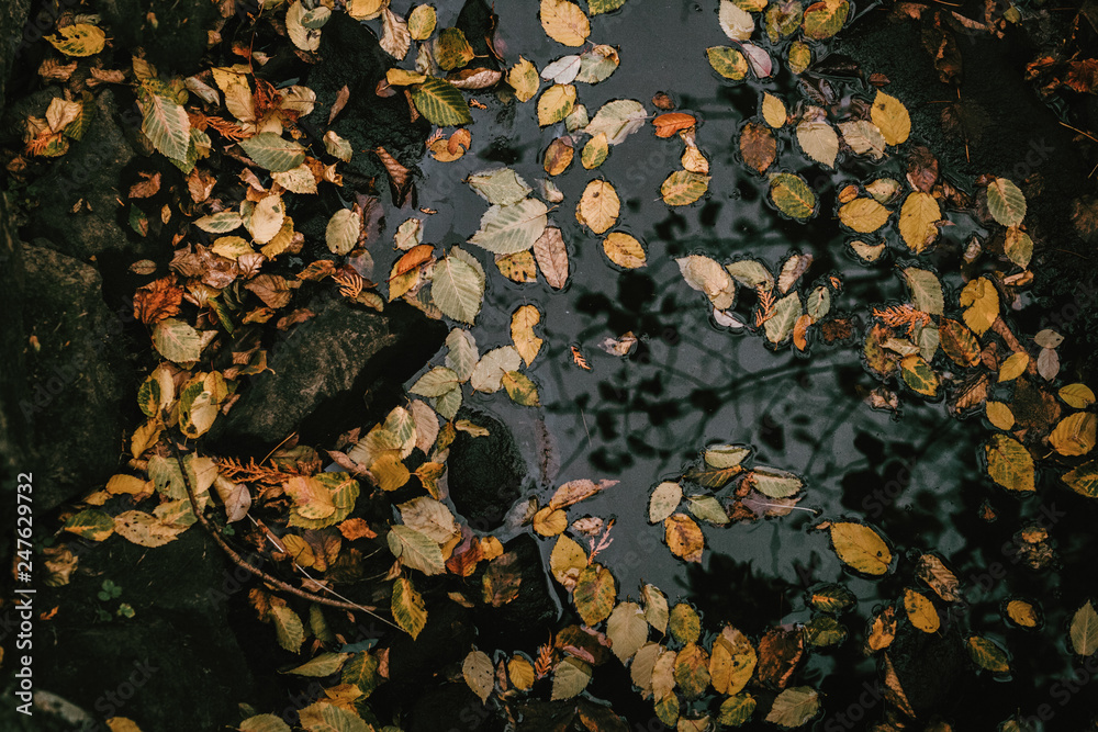 Yellow leaves floating in the water during the fall, reflections of trees