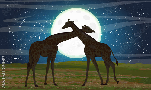 Two giraffes in the African savannah. Night and big moon. Realistic vector landscape. The nature of Africa. Reserves and national parks.