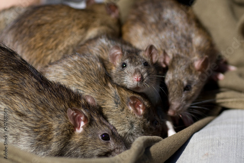 selective focus view of several wild Norway rats, Rattus norvegicus