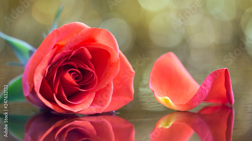 Red rose flower Valentine s day card web banner  background