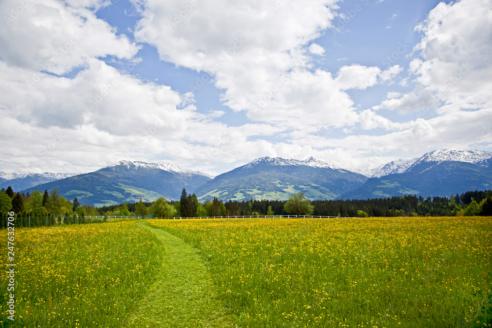 Fototapeta premium Bergwiese in den Alpen