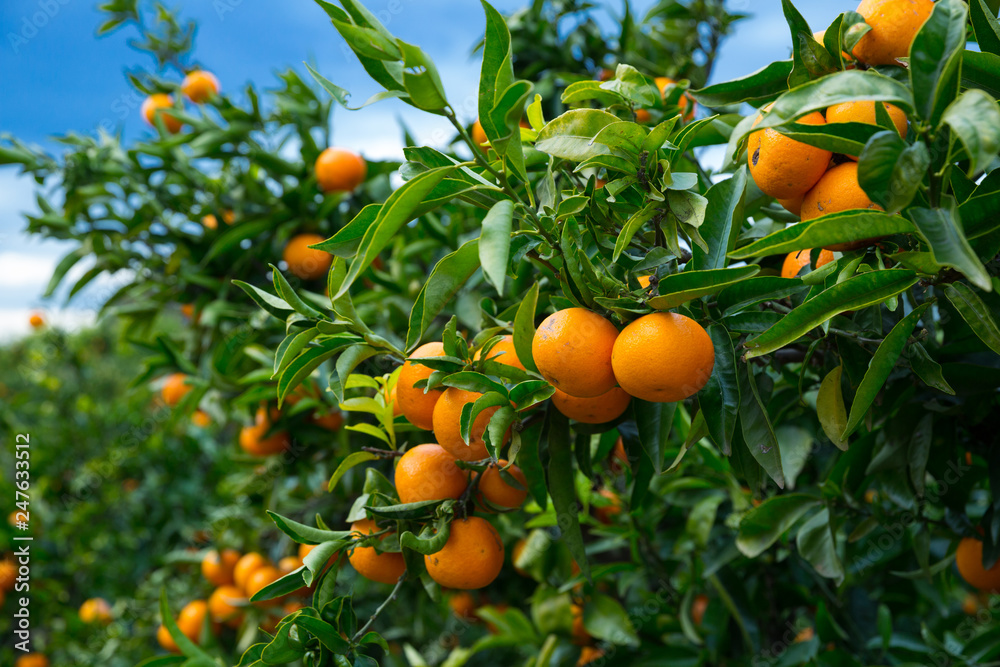 Closeup of ripe mandarins on tree - obrazy, fototapety, plakaty 