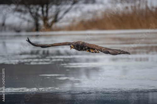 Adult White-tailed eagle in flight. Blue sky background. Scientific name  Haliaeetus albicilla  also known as the ern  erne  gray eagle  Eurasian sea eagle and white-tailed sea-eagle.