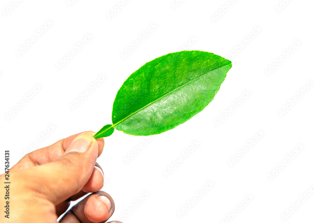 Green leaf tropical with hand isolated on white background