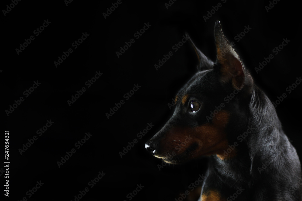 Portrait of a beautiful dog on a black background breed miniature pinscher