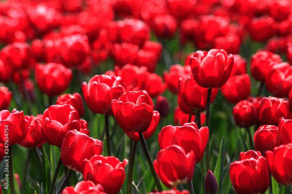 opened red Tulip with green leaves in bright sunlight opened red Tulip with green leaves in bright sunlight
