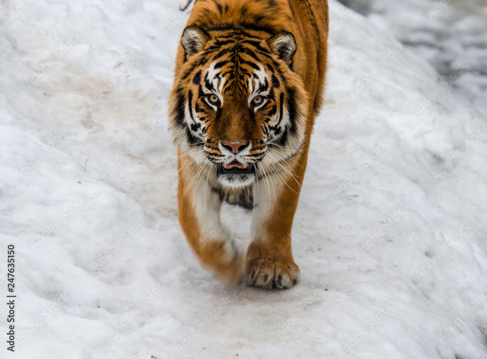Obraz premium Tiger, big cats, wild. Action wildlife scene, dangerous animal