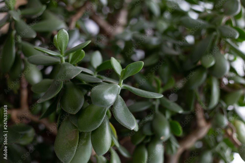 homemade crassula ovata homemade crassula ovata