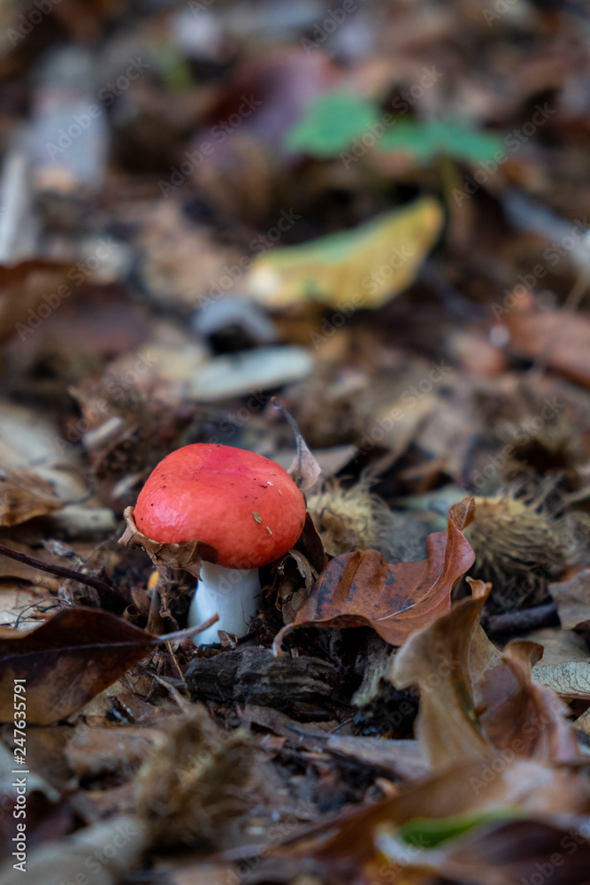 Mushroom on autumn leaves in Croatia Mushroom on autumn leaves in Croatia