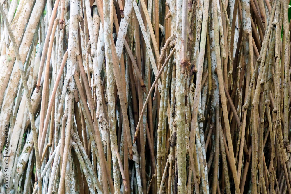roots roots
