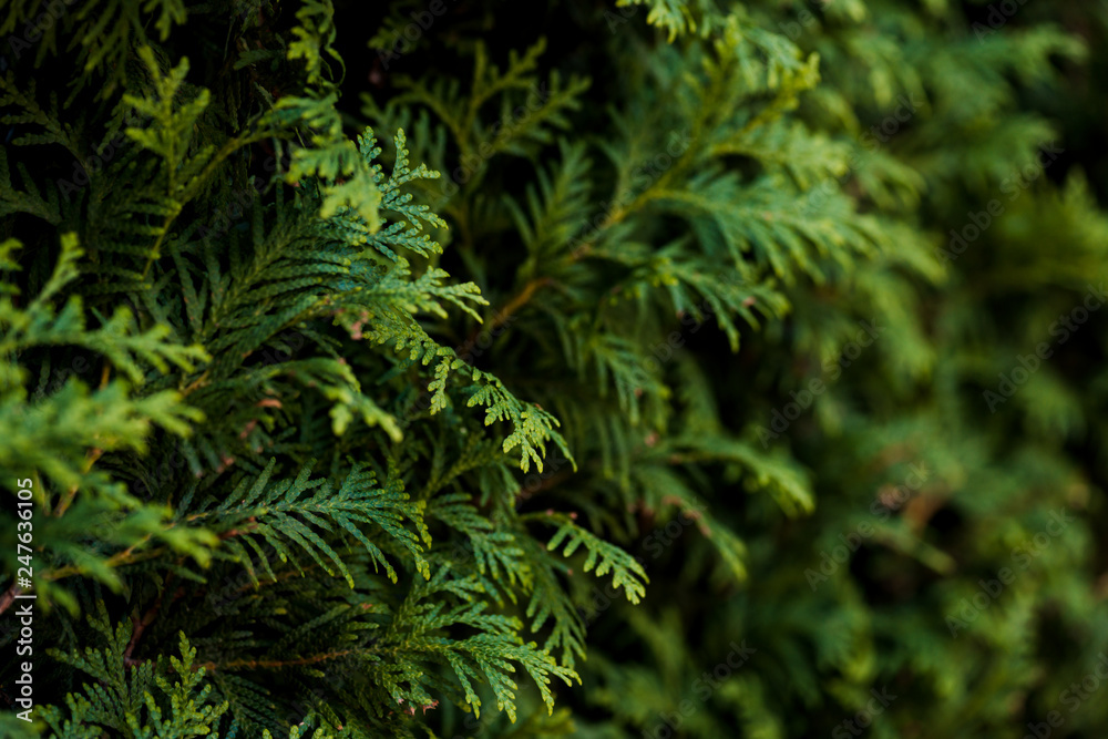 Fototapeta Closeup of Beautiful green christmas leaves of Thuja trees on green background. Thuja twig, Thuja occidentalis is an evergreen coniferous tree. Platycladus orientalis, also known as Chinese thuja, Ori