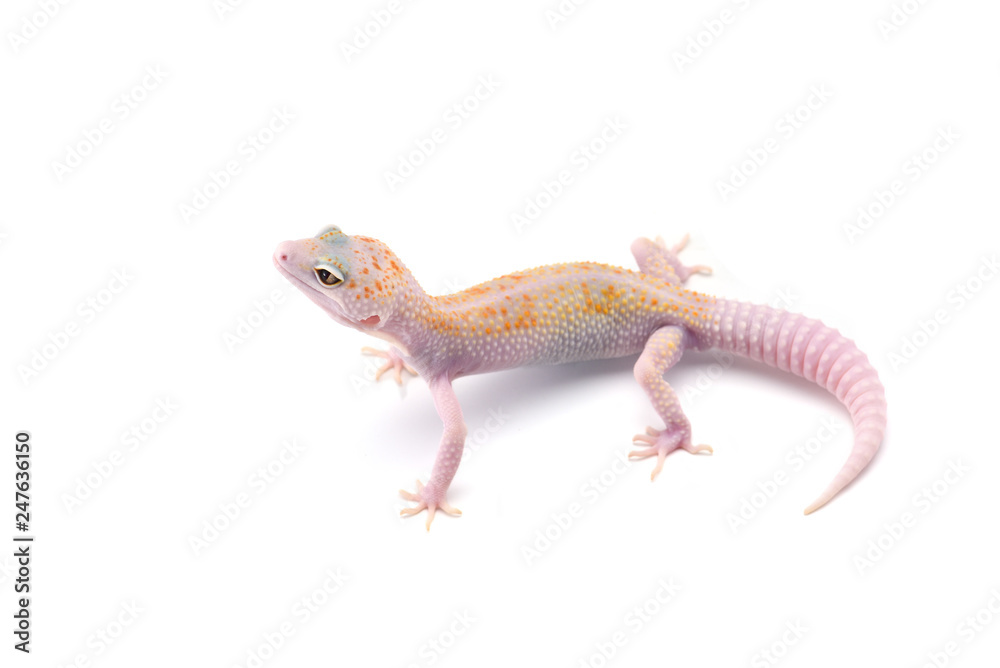 Leopard Gecko isolated on white background Leopard Gecko isolated on white background