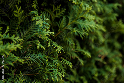 Closeup of Beautiful green christmas leaves of Thuja trees on green background. Thuja twig  Thuja occidentalis is an evergreen coniferous tree. Platycladus orientalis  also known as Chinese thuja  Ori