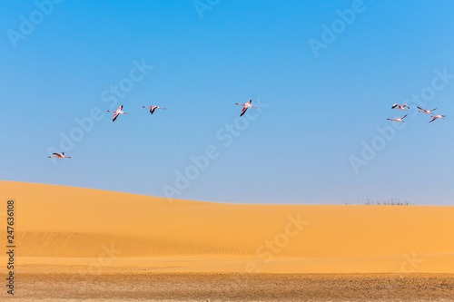 Flying pink flamingo over the dune in Kalahari Desert, Namibia