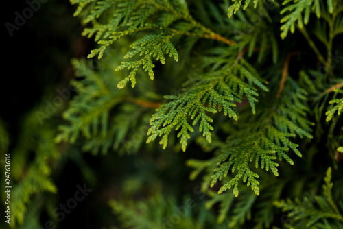 Closeup of Beautiful green christmas leaves of Thuja trees on green background. Thuja twig, Thuja occidentalis is an evergreen coniferous tree. Platycladus orientalis,  also known as Chinese thuja, Or photo