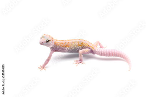 Leopard Gecko isolated on white background