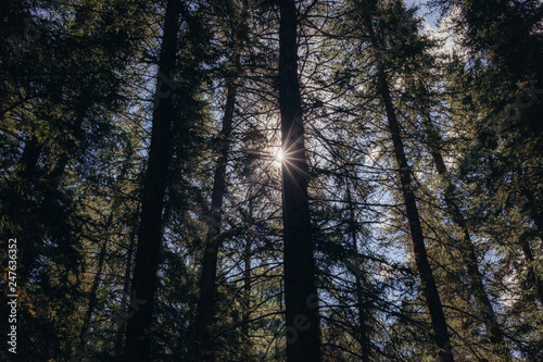 The sun between the Trees in Colorado