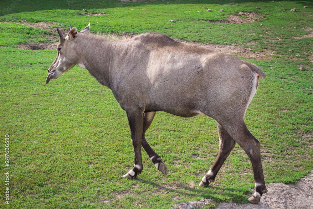 Wild antelope donkey horse walking in zoo aviary yard on green grass Wild antelope donkey horse walking in zoo aviary yard on green grass