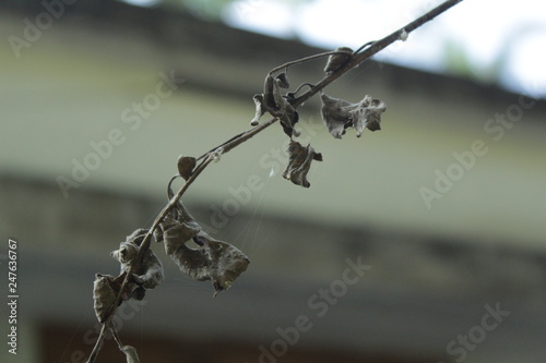 spider with dark leaf