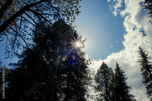 Fototapeta Naklejka Na Ścianę i Meble -  The sun between the Trees in Colorado