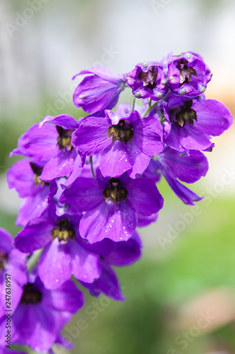 purple flowers