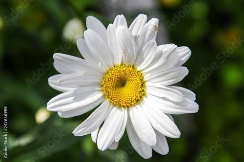 Daisy close up