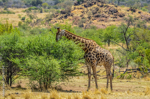 Portrait of a cute Giraffe while on a safari in a nature reserve