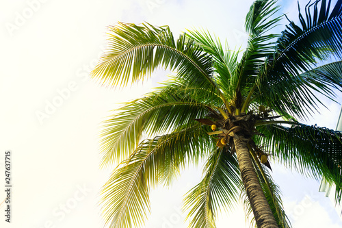 Fototapeta Naklejka Na Ścianę i Meble -  Palm tree and sky