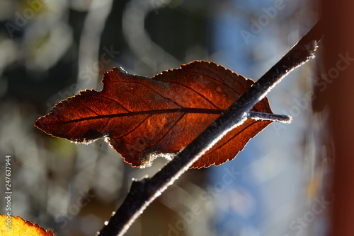 Blatt im Winter