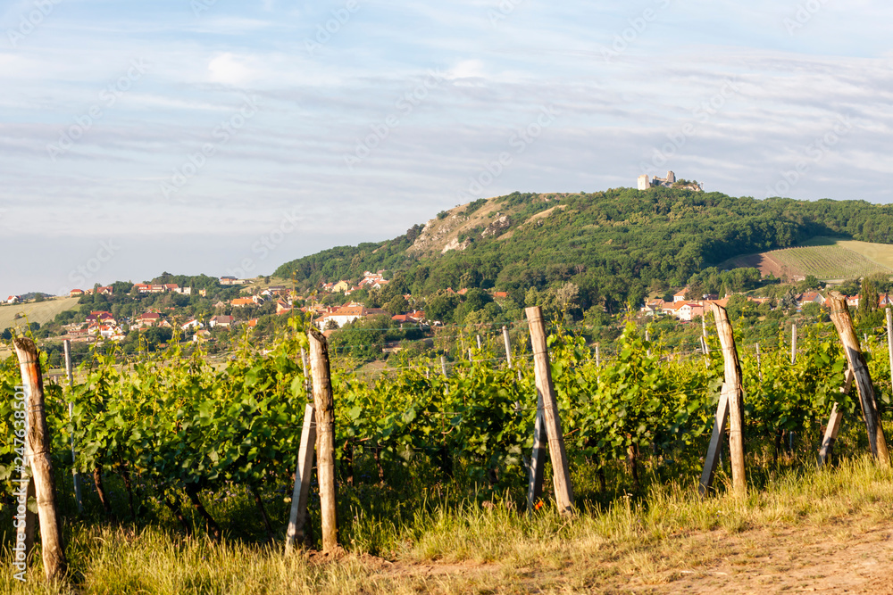 vineyards, Palava, Moravia region, Czech Republic