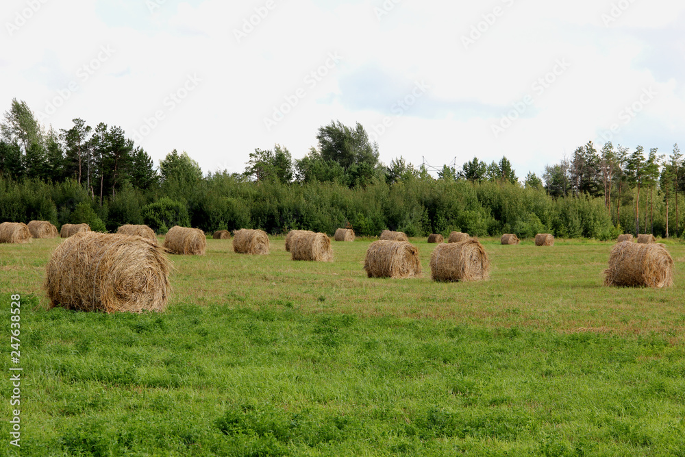 harvested wheat field with straw stacks
