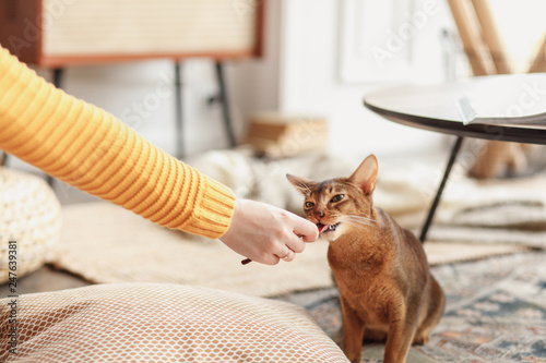 Young woman feeds her red abyssinian cat with treat photo