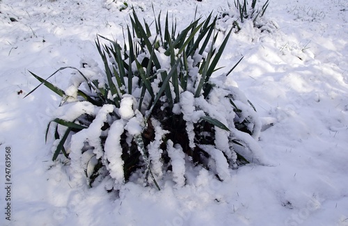 Fädige Palmlilie (Yucca filamentosa) im Winter photo