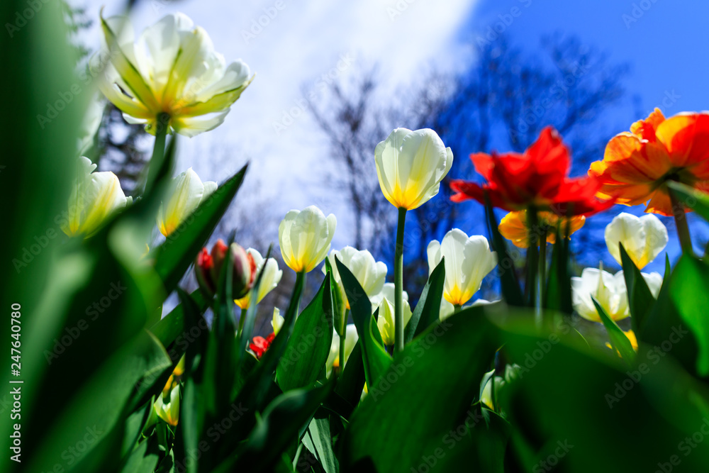 Amazing red, yellow, orange, red and white tulips, blooming in a garden. Colorful flowers in a bright spring day with lots of sunshine. Summer garden with blooming tulip plants.