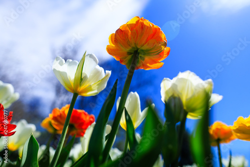 Colorful tulips on a spring sunny day. Beautiful orange tulip growing in the summer garden. Spring background with bouquet of narcissi  crocuses and hyacinths. Spring.