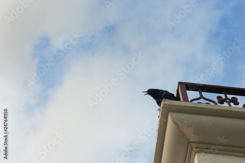 grackle bird at balcony