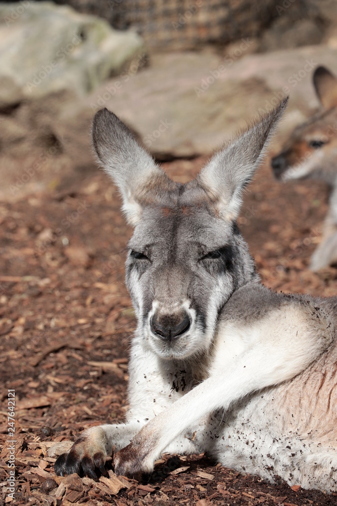 Kangaroo resting in the sun, Australia Kangaroo resting in the sun, Australia