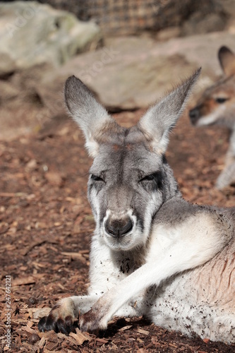 Kangaroo resting in the sun, Australia