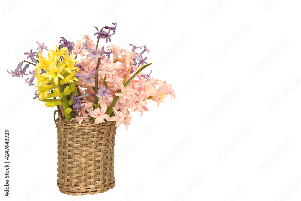 mix Hyacinthus orientalis flowers in a wicker basket isolated on a white background. mix Hyacinthus orientalis flowers in a wicker basket isolated on a white background.