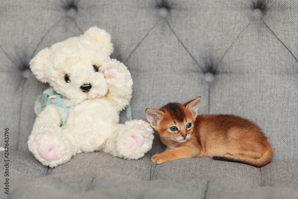 Red kitten on the couch with teddy bear on the couch