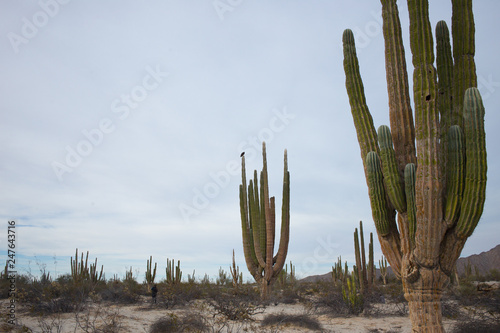 Valle de los Gigantes 
