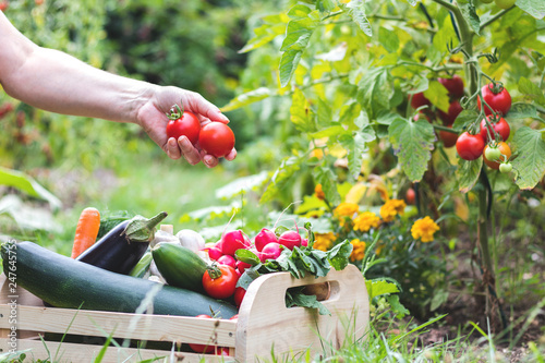 Vászonkép Woman is harvesting tomatoes