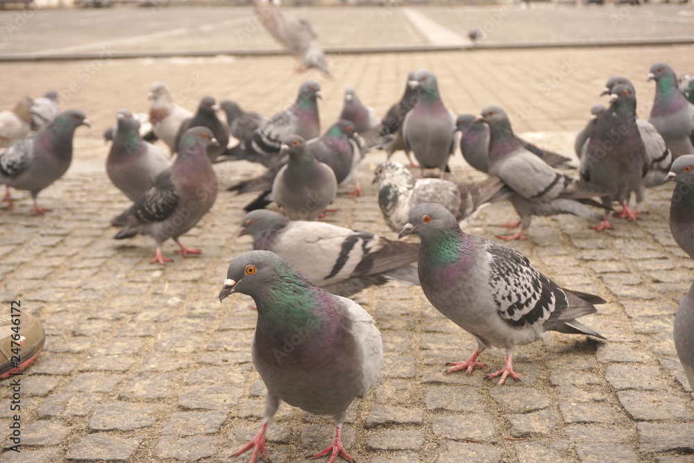pigeons on the pavement pigeons on the pavement