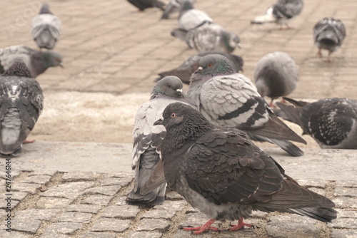 pigeons on the pavement