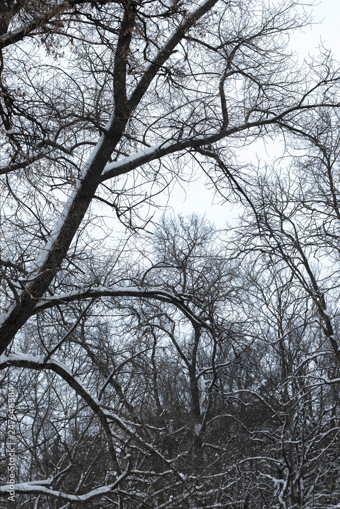 Winter forest Winter forest