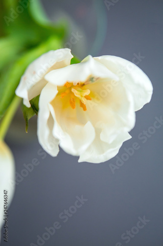 white tulips on grey background top view  copy space