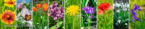 Blooming peonies, dandelions and other spring flowers. Panoramic collage. Wide image.