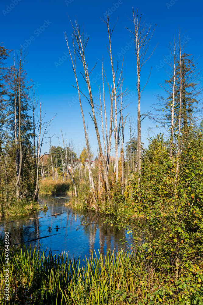 Obraz premium Old and dried trees over the backwaters